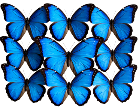 Cluster of Blue Butterflies Resting Together Top View isolated on transparent background PNG