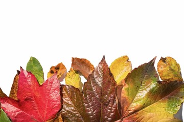 Close-up of colorful leaves