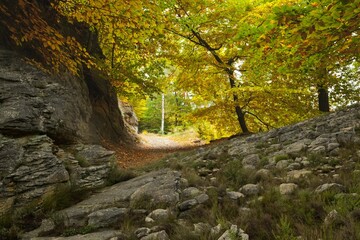 Flat design autumn woodland trail is winding past moss-covered rock face and fallen leaves