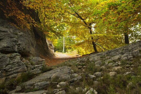 Fototapeta Flat design autumn woodland trail is winding past moss-covered rock face and fallen leaves