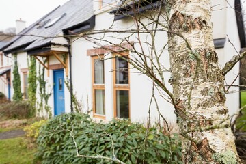 Plants by bare tree outside house