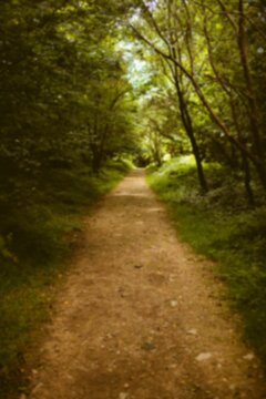 Fototapeta Footpath amidst trees in forest
