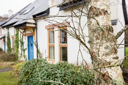Plants by bare tree outside house