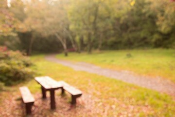Peaceful autumn scene in forest
