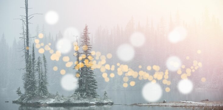 Fototapeta Trees in forest with bokeh in foreground