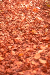 Autumn leaves on the ground