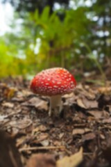 Surface level of toxic mushroom growing on field
