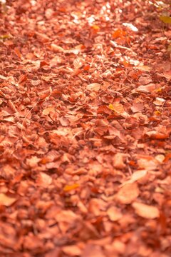 Fototapeta Autumn leaves on the ground