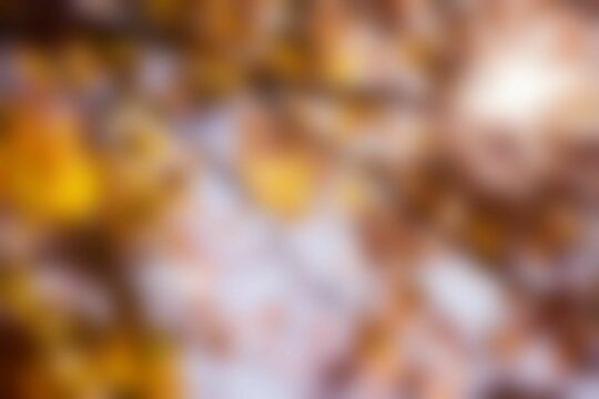 Fototapeta Blurry of autumn trees on a sunny day