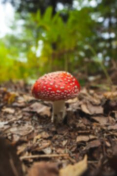 Surface level of toxic mushroom growing on field