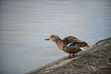Mallard duck perching by lake