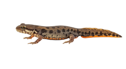 Smooth Newt Isolated on White Background.
