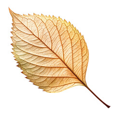 wilted-leaf