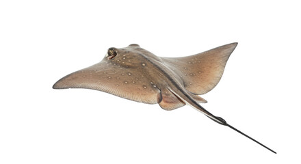Spotted Ray in Flight.