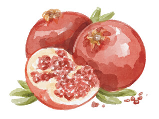 Watercolor pomegranate fruit hand painted