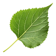 poplar-leaf-