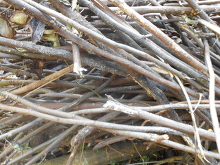 Dry branches arranged in an abstract, natural composition. Ideal for backgrounds, textures, or organic-themed concepts