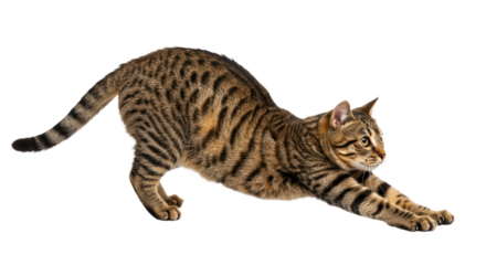Tabby Cat Stretching on White Background 1.