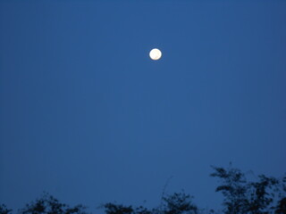 Full moon shines brightly in the early evening sky above tree silhouettes, creating a peaceful...