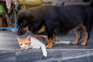 Pets living together be a partner. Short legged Black and brown mongrel dog is teasing and harassing its friends naughty which is orange and white tabby cat at porch patio stairs front of home.