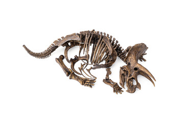 Decayed fossil remains skeleton of Dinosaur three horns Triceratops isolated on white background.