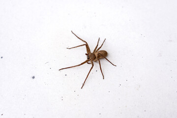 Female Giant crab spider - Heteropoda venatoria on the walls in the home.