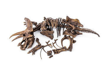 Decayed fossil remains skeleton of Dinosaur three horns Triceratops isolated on white background.