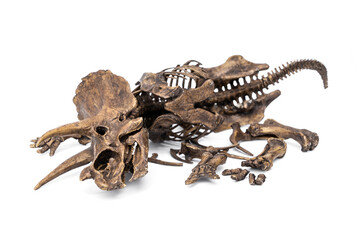 Decayed fossil remains skeleton of Dinosaur three horns Triceratops isolated on white background.