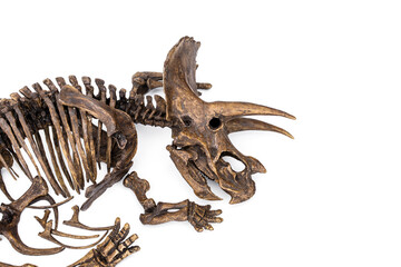 Decayed fossil remains skeleton of Dinosaur three horns Triceratops isolated on white background.