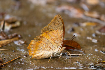 butterfly on the ground
