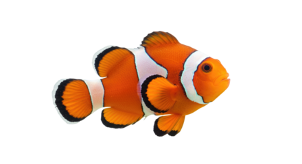 Vibrant Orange and White Clownfish.