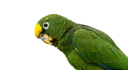 Vibrant Green Parrot with Yellow Head.
