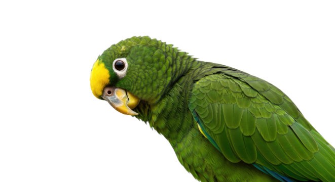 Vibrant Green Parrot with Yellow Head.