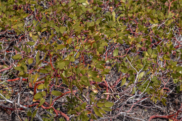 A rctostaphylos patula is a species of manzanita known by the common name greenleaf manzanita....