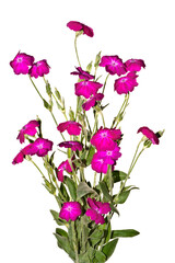 Bouquet of pink flowers isolated on white background