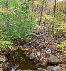 stream in the forest