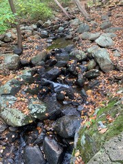 stream in the forest