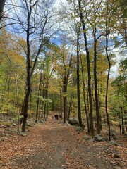 path in the woods