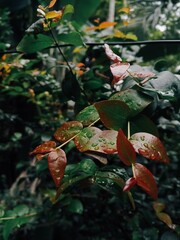 leaves in water