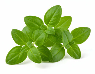 Marjoram Sprig Vibrant Green Leaves Isolated on White Background