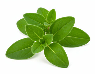 Vibrant Marjoram Sprig Fresh Herb with Light Green Leaves