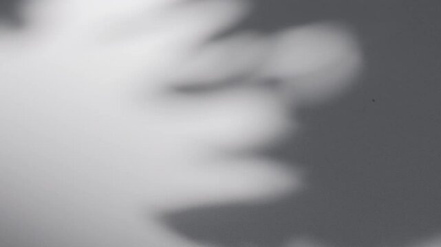 Wall interior background, studio and backdrops show products.with shadow from window color white and grey. background for text insertion and presentation product	