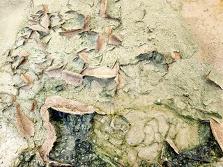 Detail of naturally formed moss crust texture, suitable for abstract art, science visuals, or...