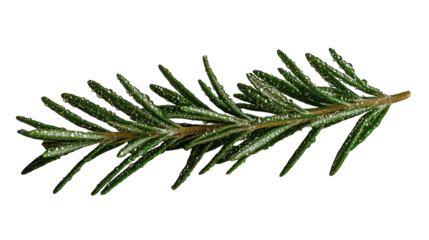 Rosemary sprig green, needle-like leaves on a brown stem