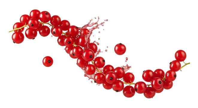 Fresh ripe red currants with water splash isolated on a black background - Powered by Adobe