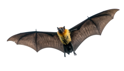 Bat in flight, fully Isolated on Transparent or White Background