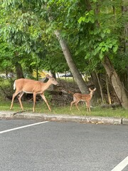 deer in the street