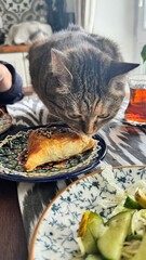 Cat tries to steal food from the table.Insolent assertive cat walks on the kitchen table. Stylish...