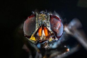 lose-up of a fly's intricate compound eyes, showcasing nature's amazing micro-details.