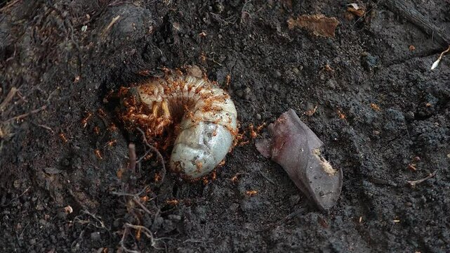 A swarm red ant are eating or bite a carcasses (beetle larvae) 